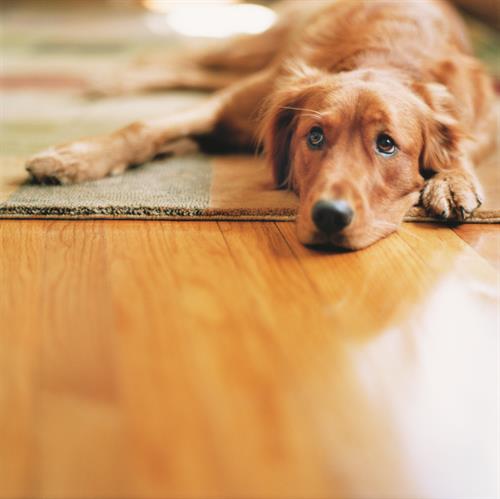 Flooring your pets will love!