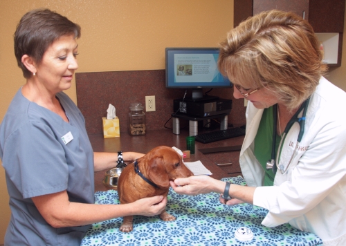 From preventive care to emergency medicine, our doctors are here for you and your pet.