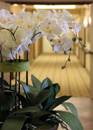 Gallery Image orchid_hallway_cropped.jpg
