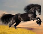 Arena Footing Arena Footing