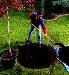 MAC to Present "Trees in the Landscape: What to Plant & How to Manage" Oct. 23