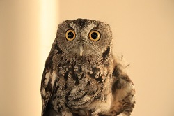 佩吉诺特巴特自然博物馆里的“冬天里有翅膀和爪子的猛禽”