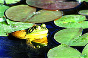 Gallery Image frog.jpg