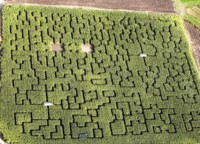 201 Corn maze