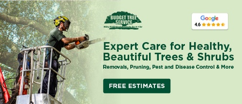 A Budget Tree Service