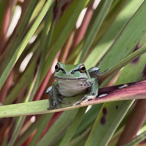 Chorus frog on pitcher plant