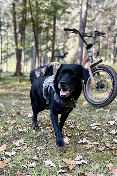 A Canine Adventure