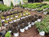 Barb's Creative Gardens & Greenhouse - Hackensack