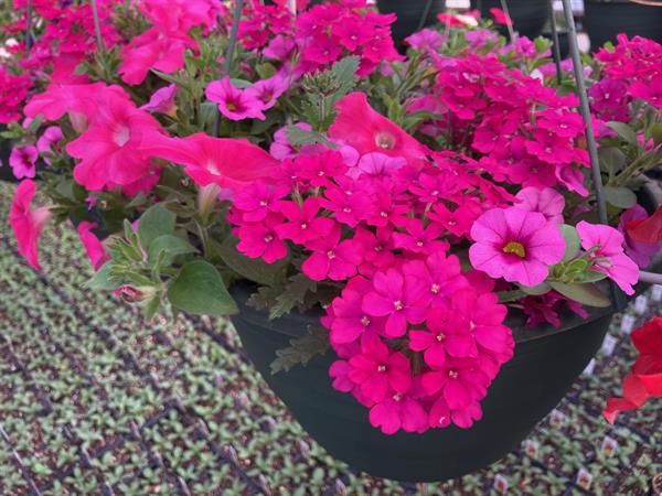 Rich colors on healthy plants