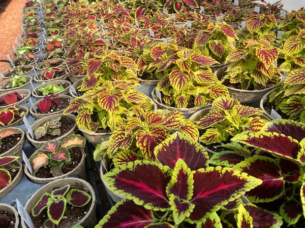 Various varieties of happy plants