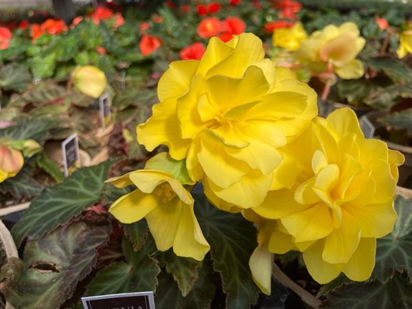 Vibrant colors to show off