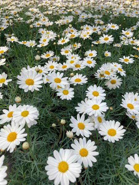 These will brighten your day