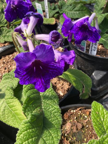 We have more colors than appear in a rainbow