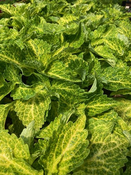 We bring the best for you