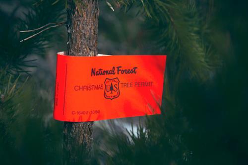 Christmas Tree Permits can be purchase online! 