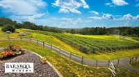 Tasting in the Vines