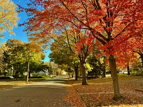 Fall turns the nearby streets into a pretty good reason to take a walk.
