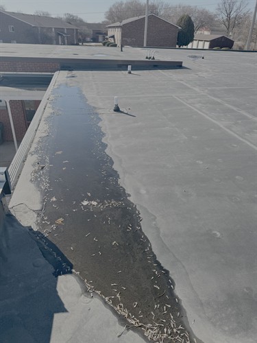 Gallery Image Ponding_on_old_roof.jpg