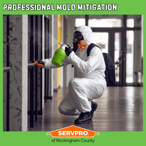 Professional Mold Mitigation