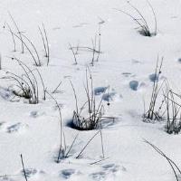 Winter Tracking with VT Fish & Wildlife