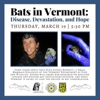 Bats in Vermont: Disease, Devastation, and Hope