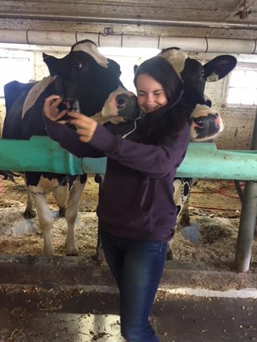 fun in the barn making cow friends