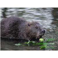 Discovery Series: Beavers at Amy's Park