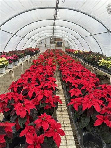 Home grown poinsetteas we start from plugs in July!
