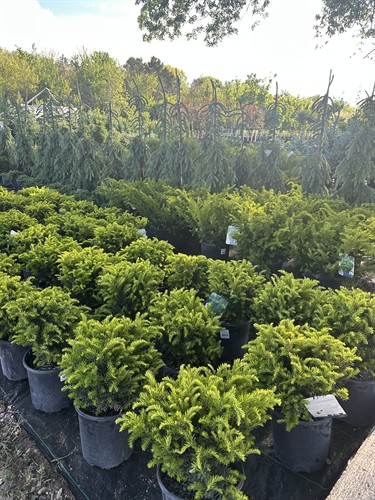 Evergreen lot, plus more