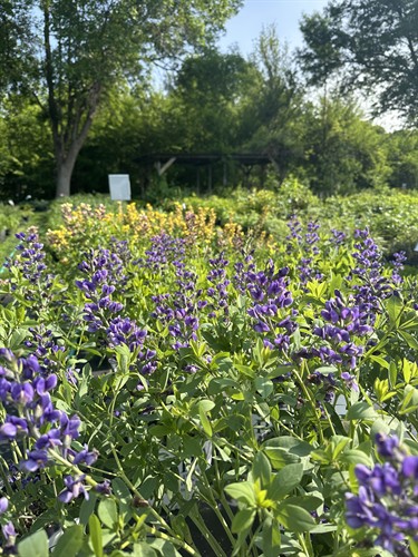 View of shrub lot from end of "Perennial Alleyway" 