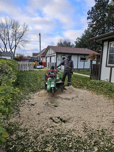 Stump grinding is an important step in the tree removal process Stump grinding is an important step in the tree removal process