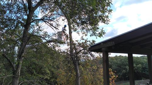 Tree pruning is one of our specialties