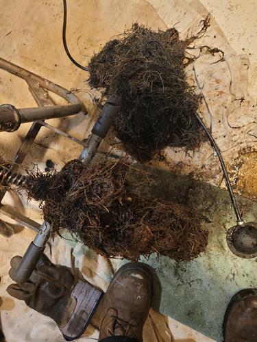 Tree roots can cause many issues