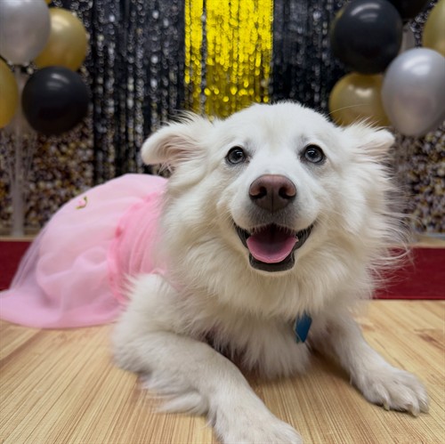 Doggie Prom 2026