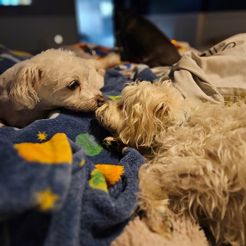 Bedtime at Camp
