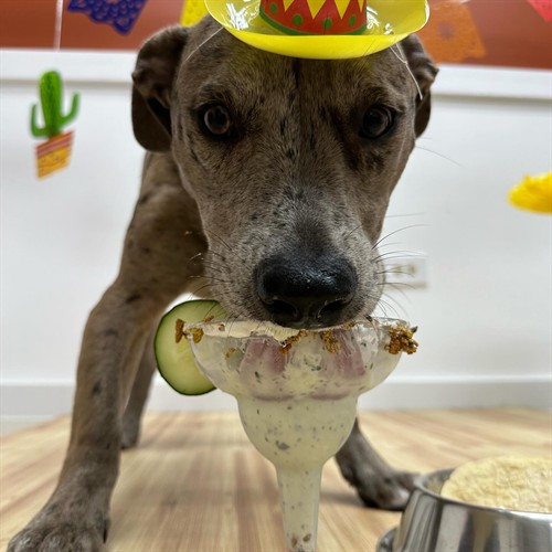 Margarita Taste Test