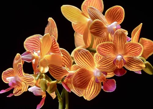 orchid still life