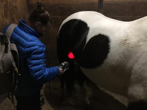 Equine Cold laser Therapy