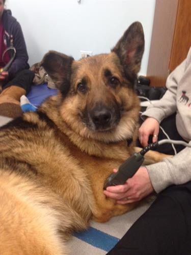 K9 Zulu receiving Cold Laser Therapy