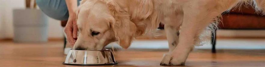 Paige's In-Home Pet Care