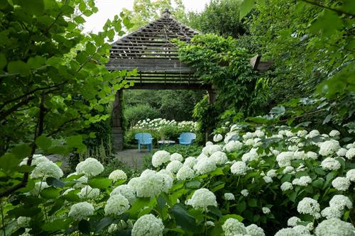 Gallery Image DLevin_2019_11_(Pergola_w_Hydrangea).jpg