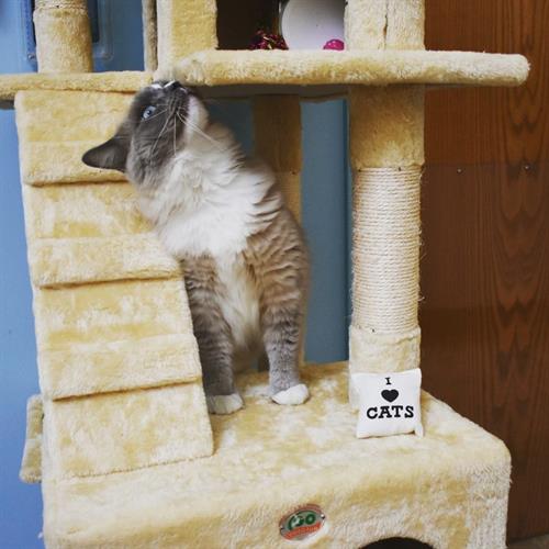 Cat Playtime Cat Playtime