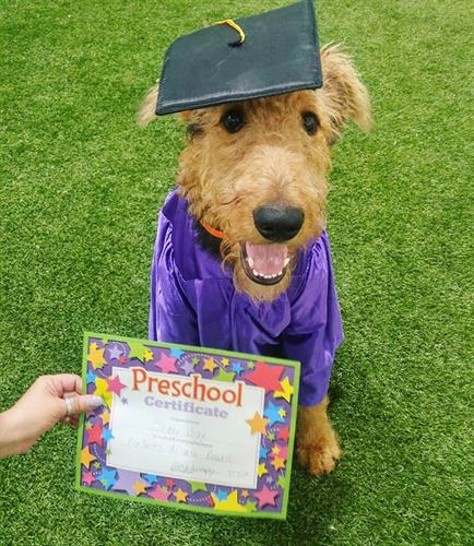 Puppy Preschool Graduate Puppy Preschool Graduate