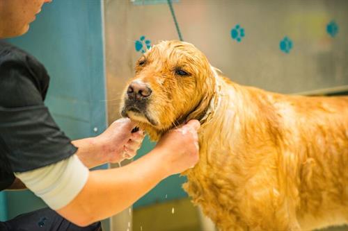 Grooming Grooming