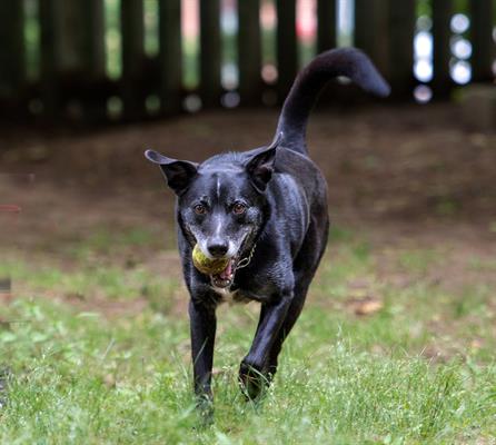 Adopt-A-Dog Adopt-A-Dog