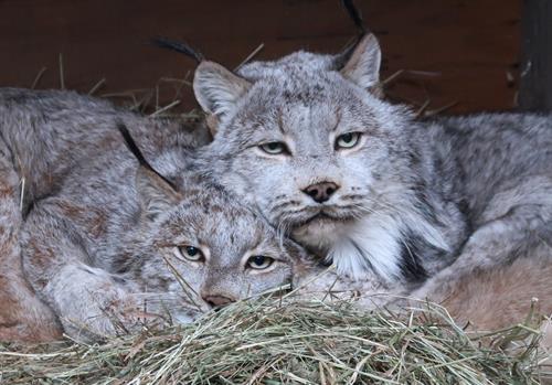 Gallery Image canadian-lynx-together.jpg