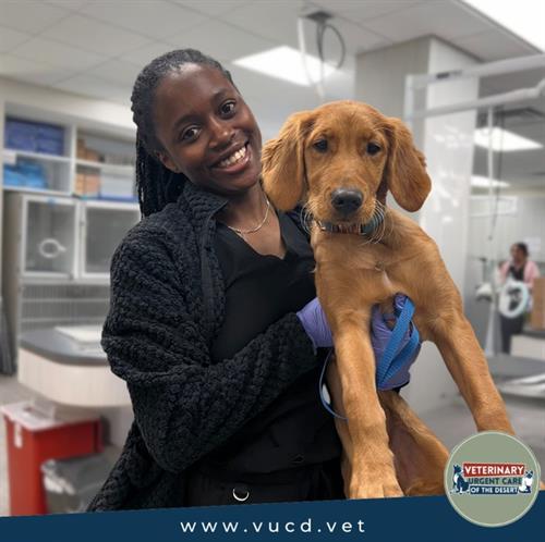 Gallery Image VUCD_urgent_emergency_vet_golden_retriever.jpg