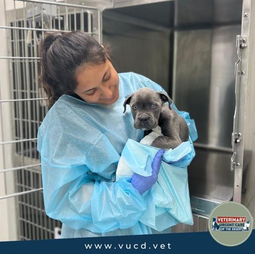 Gallery Image vucd_and_puppy.jpg