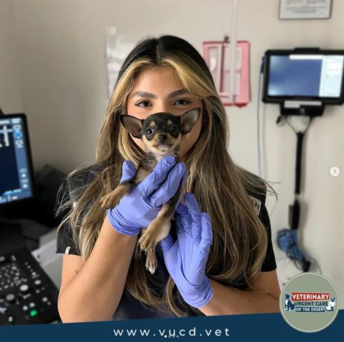 Gallery Image vucd_urgent_care_vet_emergency_chihuahua.jpg