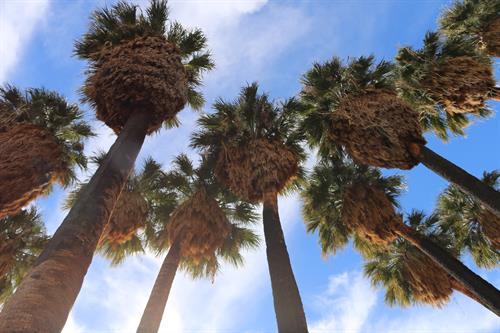 Gallery Image Indian_Canyons_2.JPG